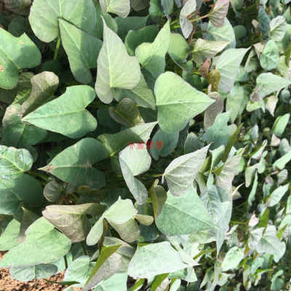 紅薯苗肥水管理都有哪些事項(xiàng)是需要留意的你知道么?